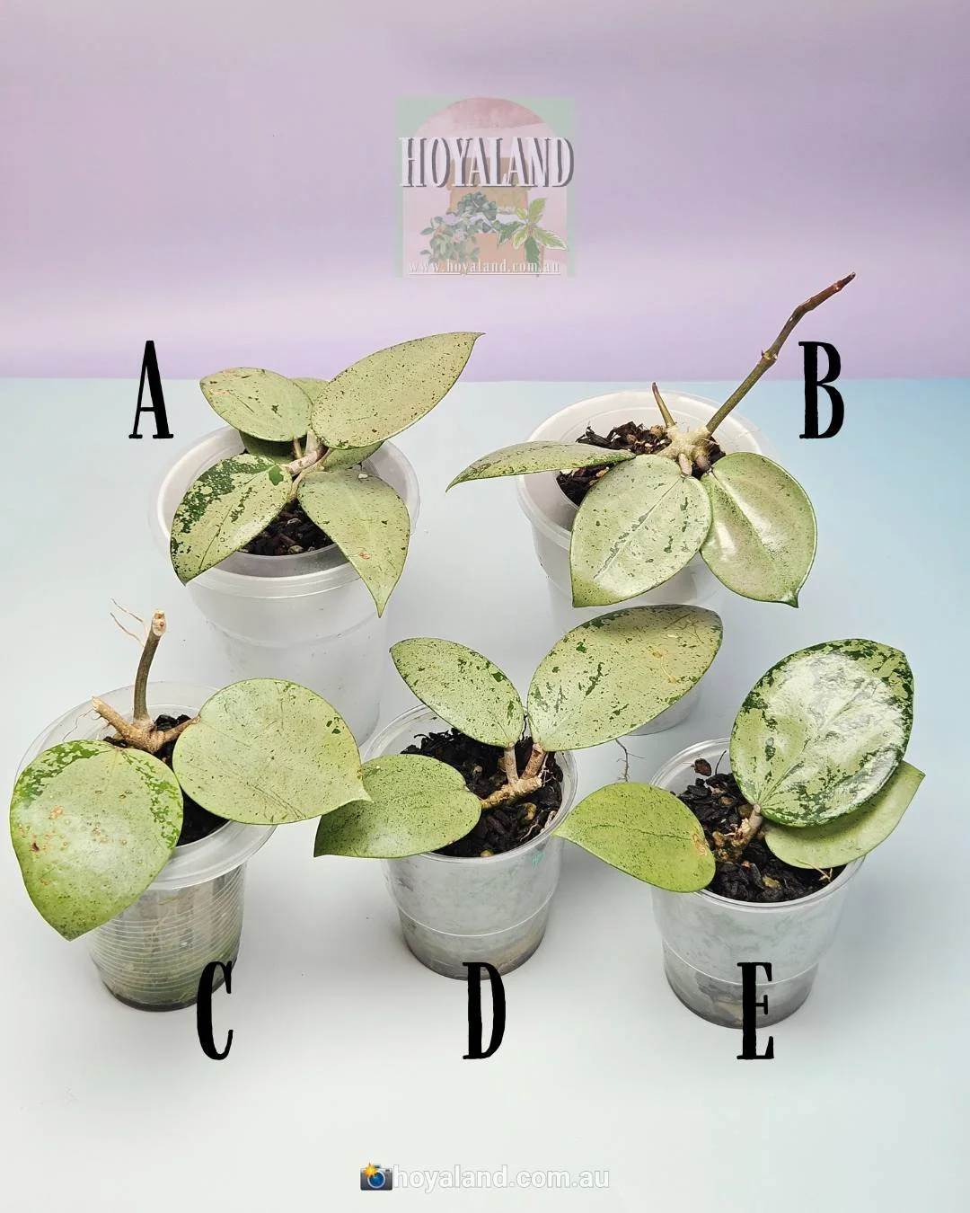 Rare Hoya verticillata silver heart | 5 CHOICES — Hoya Land Rare